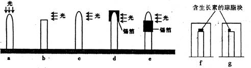 (6分)某生物兴趣小组为了验证植物向光性与植物生长素的关系,设计了如