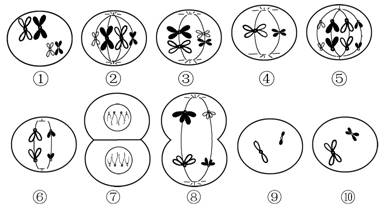 (5分)下图是某种动物细胞进行有丝分裂和减数分裂部分图.请根据图回